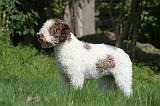 LAGOTTO 007